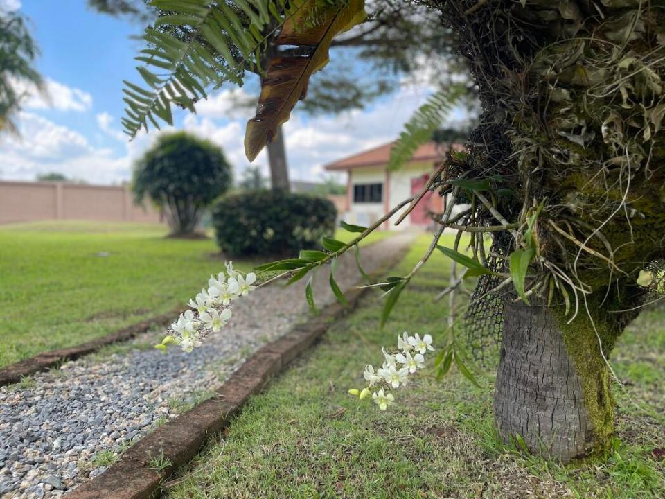 Exceptional Family Home surrounded with rice field in San Sai 30 minutes to the City