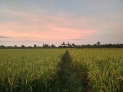 Peaceful and Unique Artisan Balinese Resort Home Rice Paddies View in Nam Phrae thumbnail 39